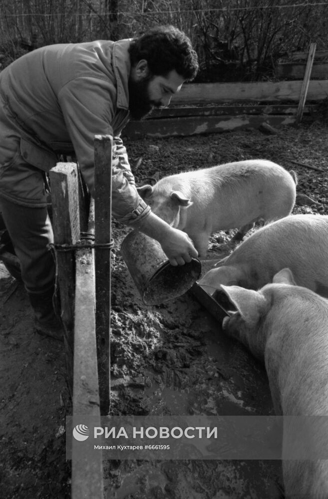 Совместное советско-кубинское лесозаготовительное предприятие "Кубалес"