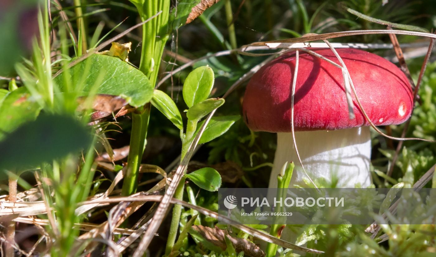 Сезон сбора грибов в Карелии