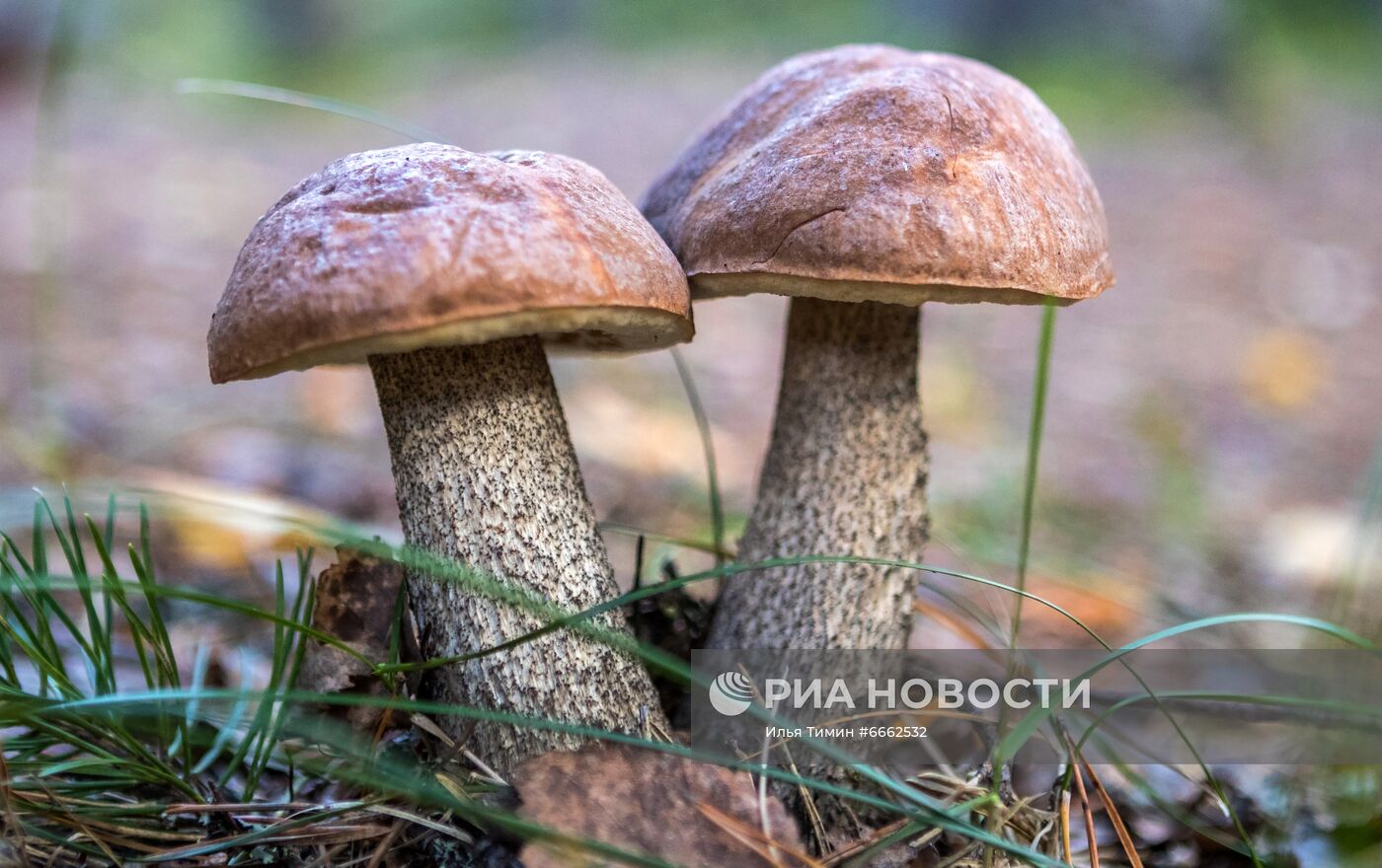 Сезон сбора грибов в Карелии