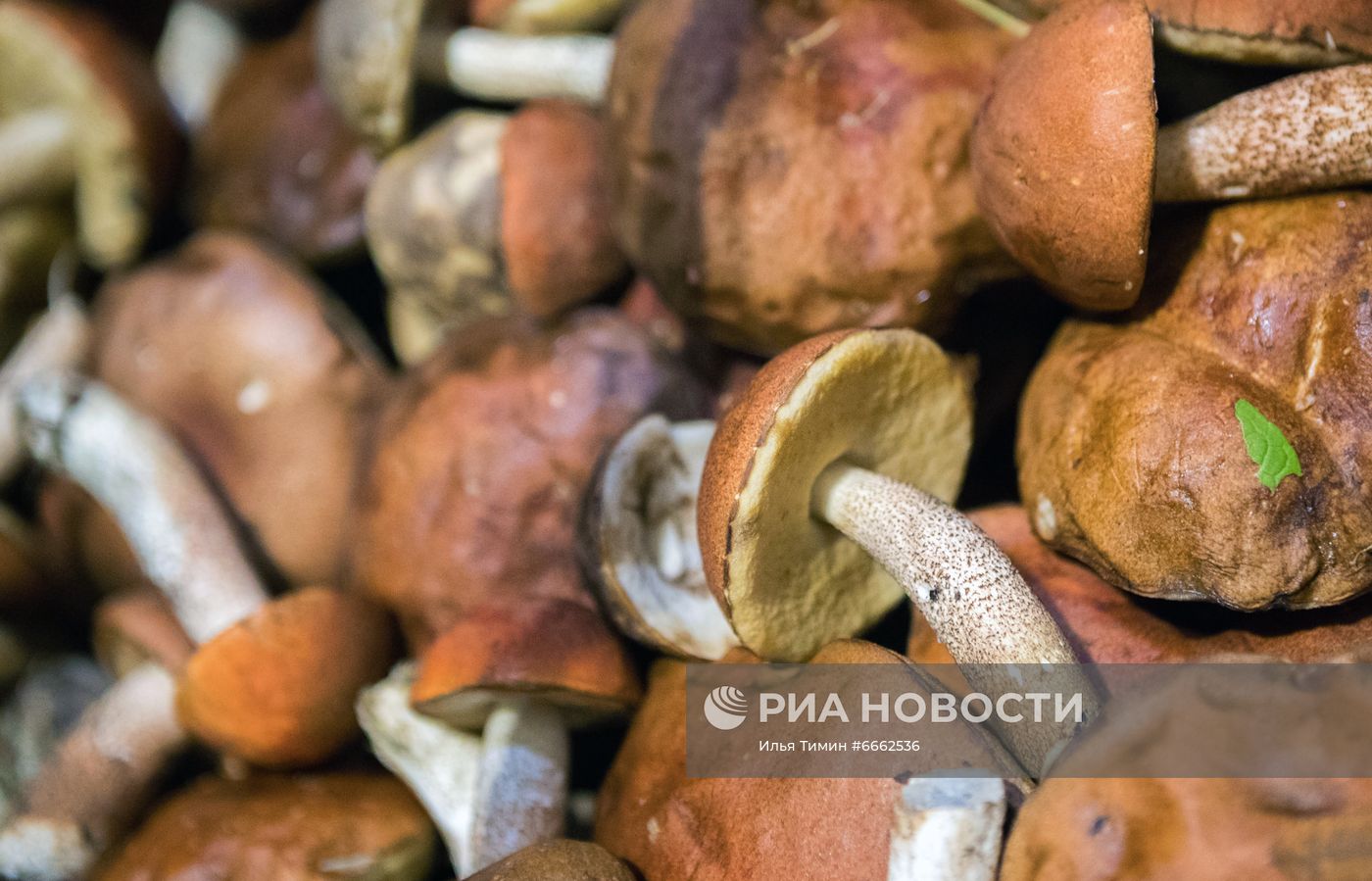 Сезон сбора грибов в Карелии