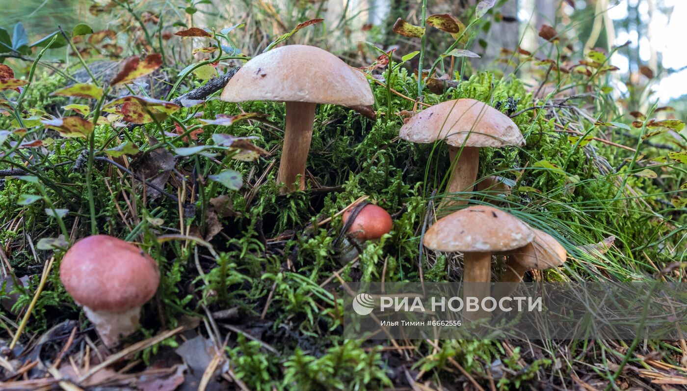 Сезон сбора грибов в Карелии