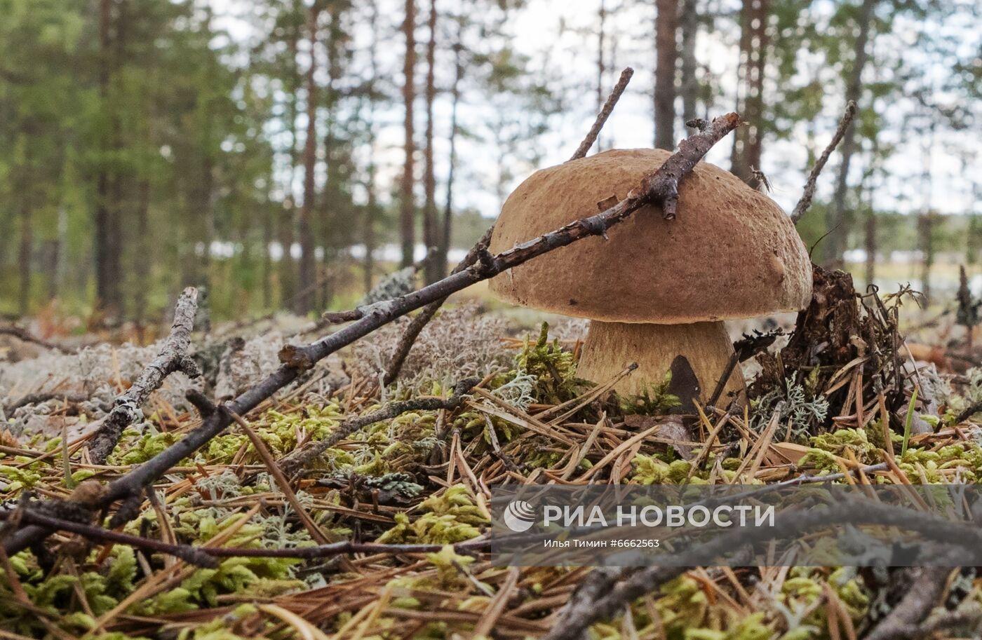 Сезон сбора грибов в Карелии