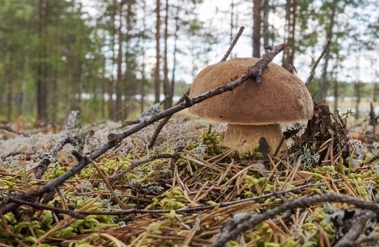 Сезон сбора грибов в Карелии