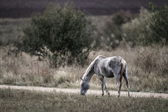 Лошади в степях Крыма