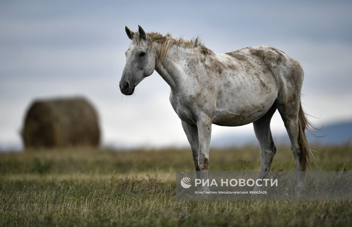 Лошади в степях Крыма