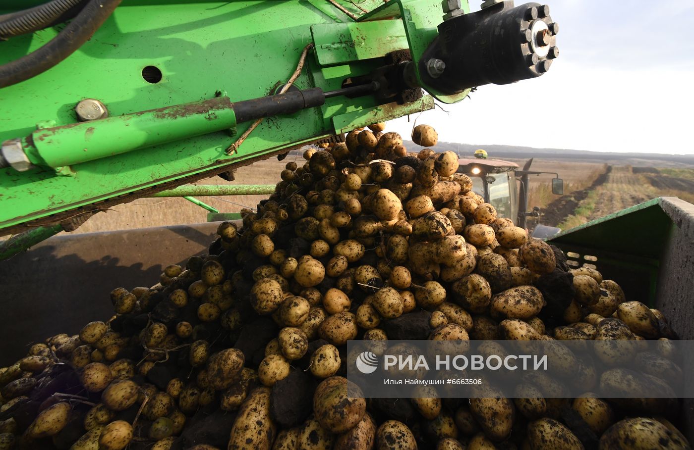 Сбор урожая картофеля в Красноярском крае