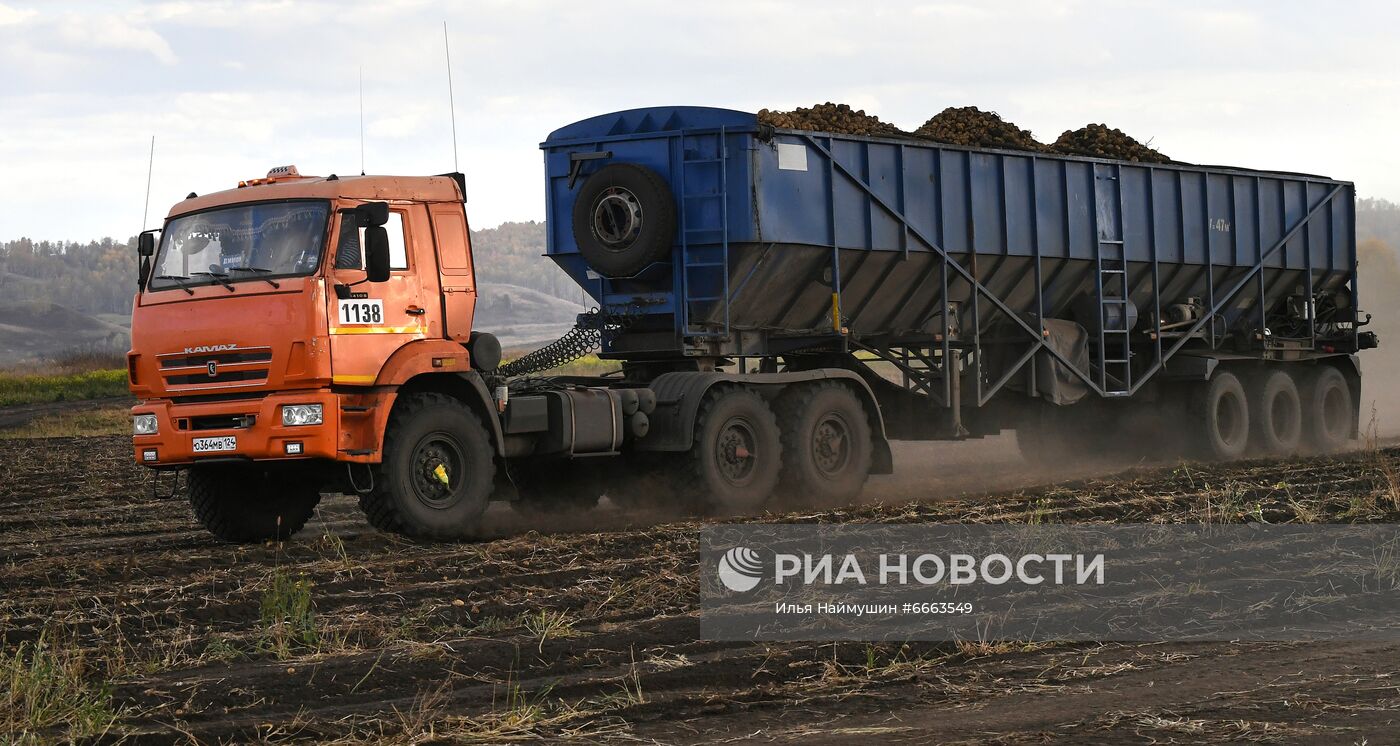 Сбор урожая картофеля в Красноярском крае