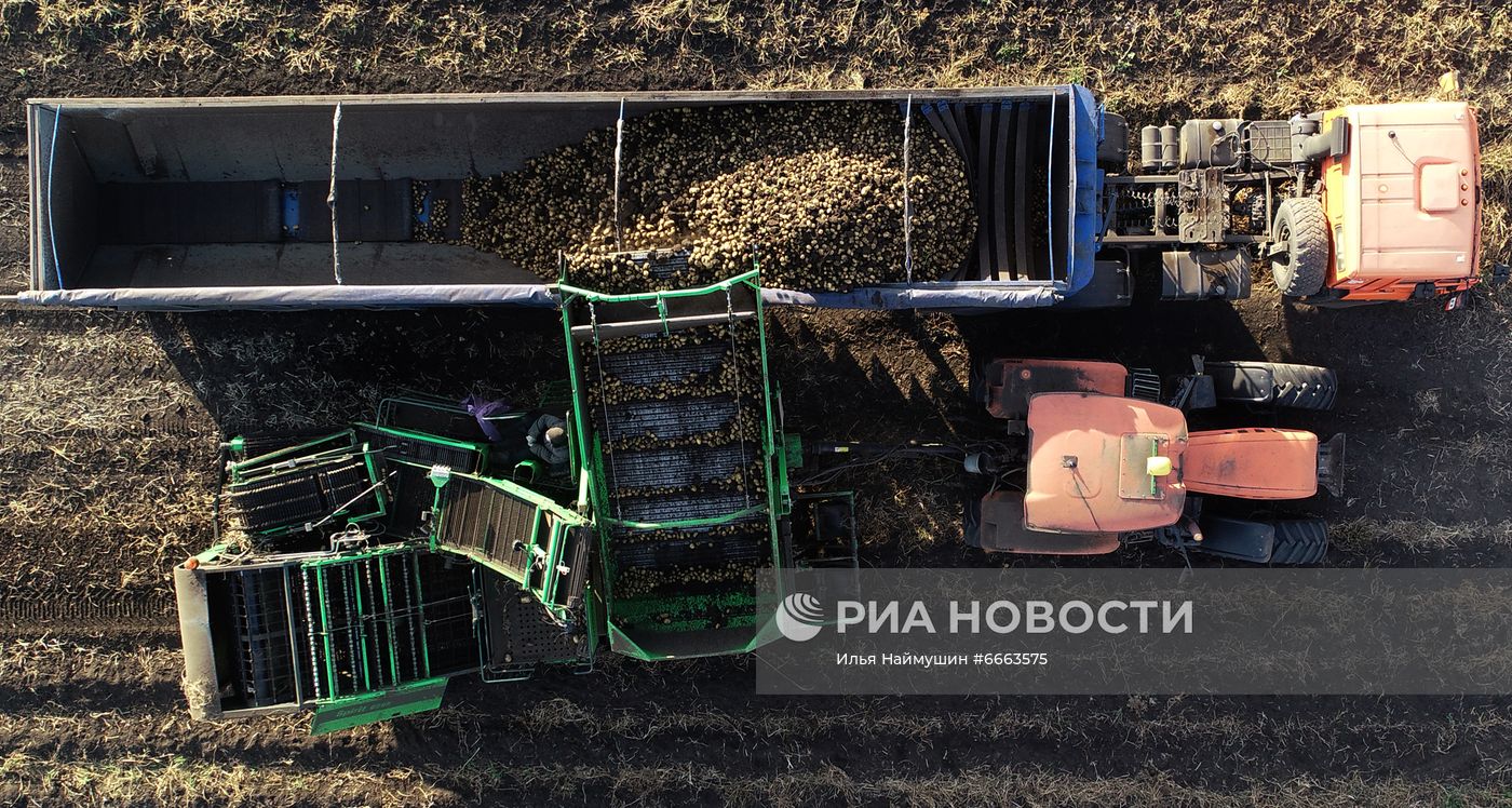 Сбор урожая картофеля в Красноярском крае