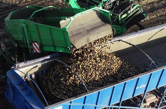 Сбор урожая картофеля в Красноярском крае