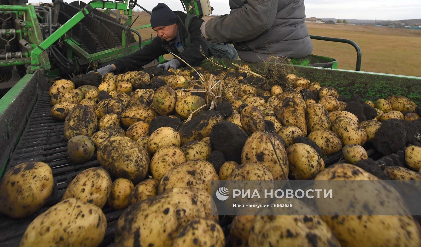 Сбор урожая картофеля в Красноярском крае