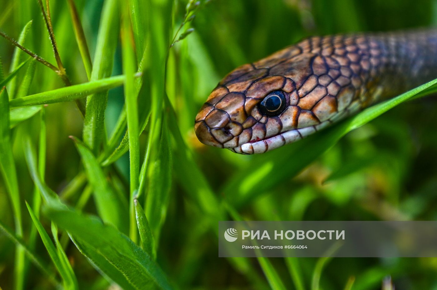 #ОткрываяРоссию. Крым