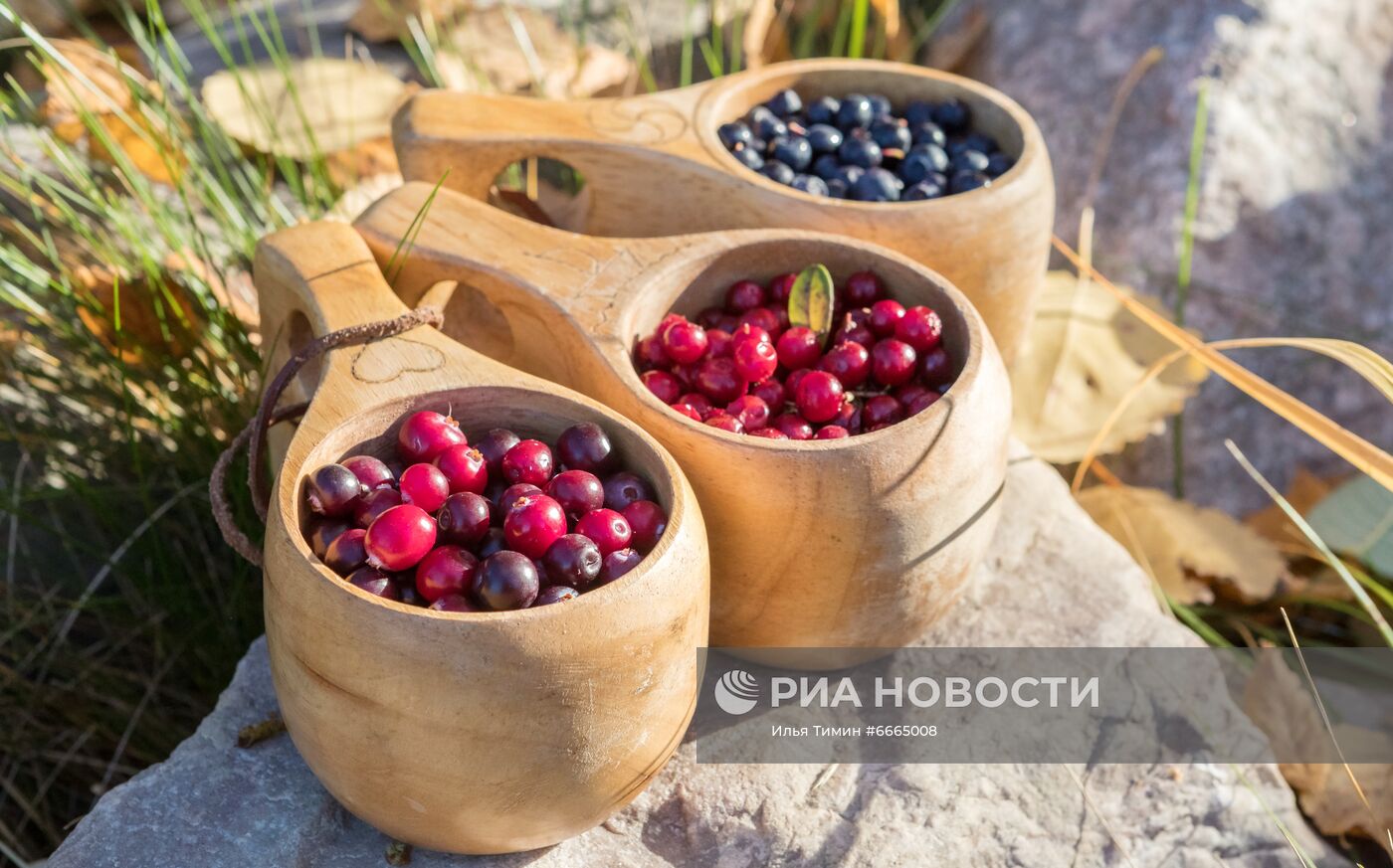 Сезон сбора ягод в Карелии