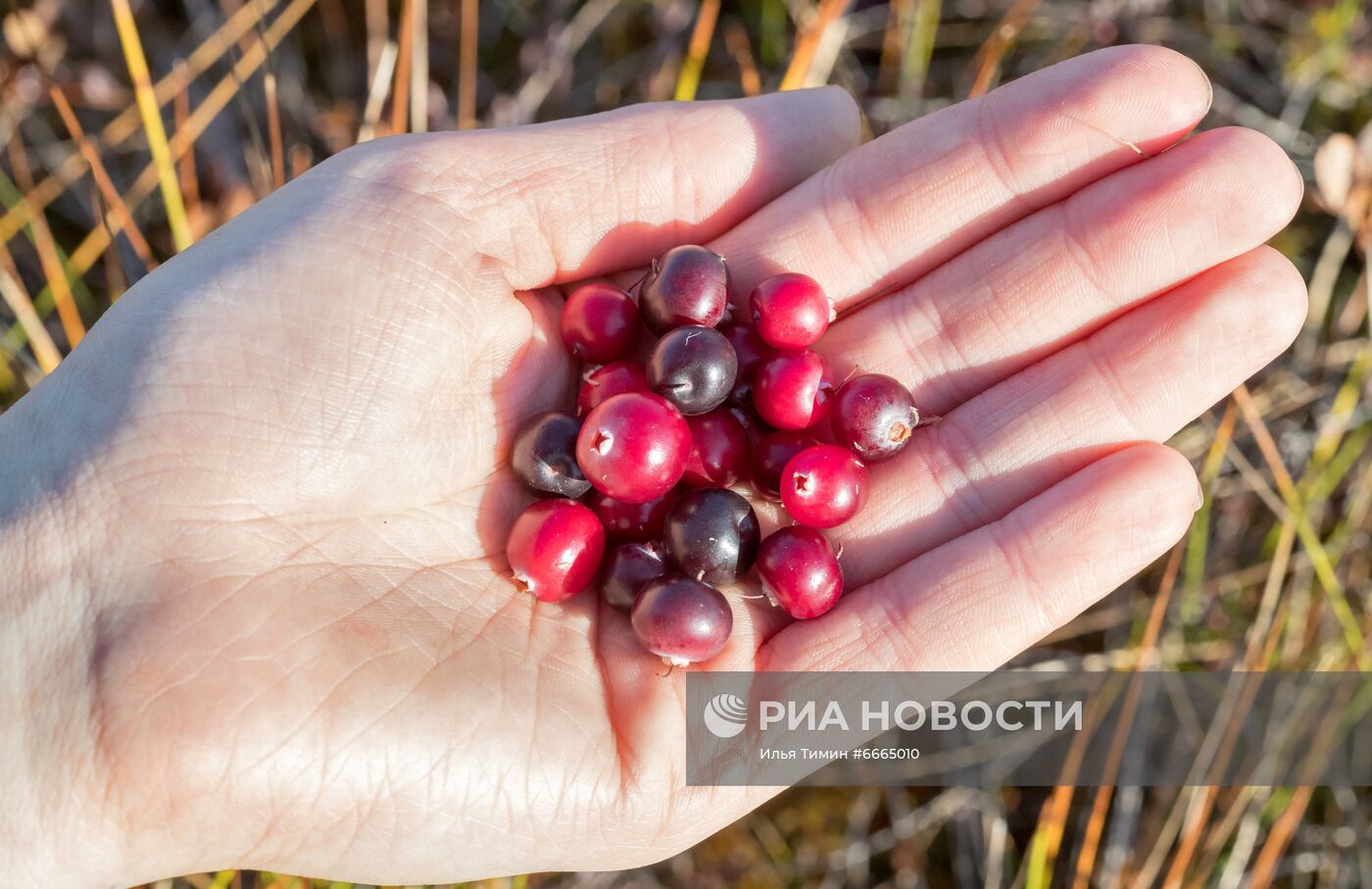 Сезон сбора ягод в Карелии