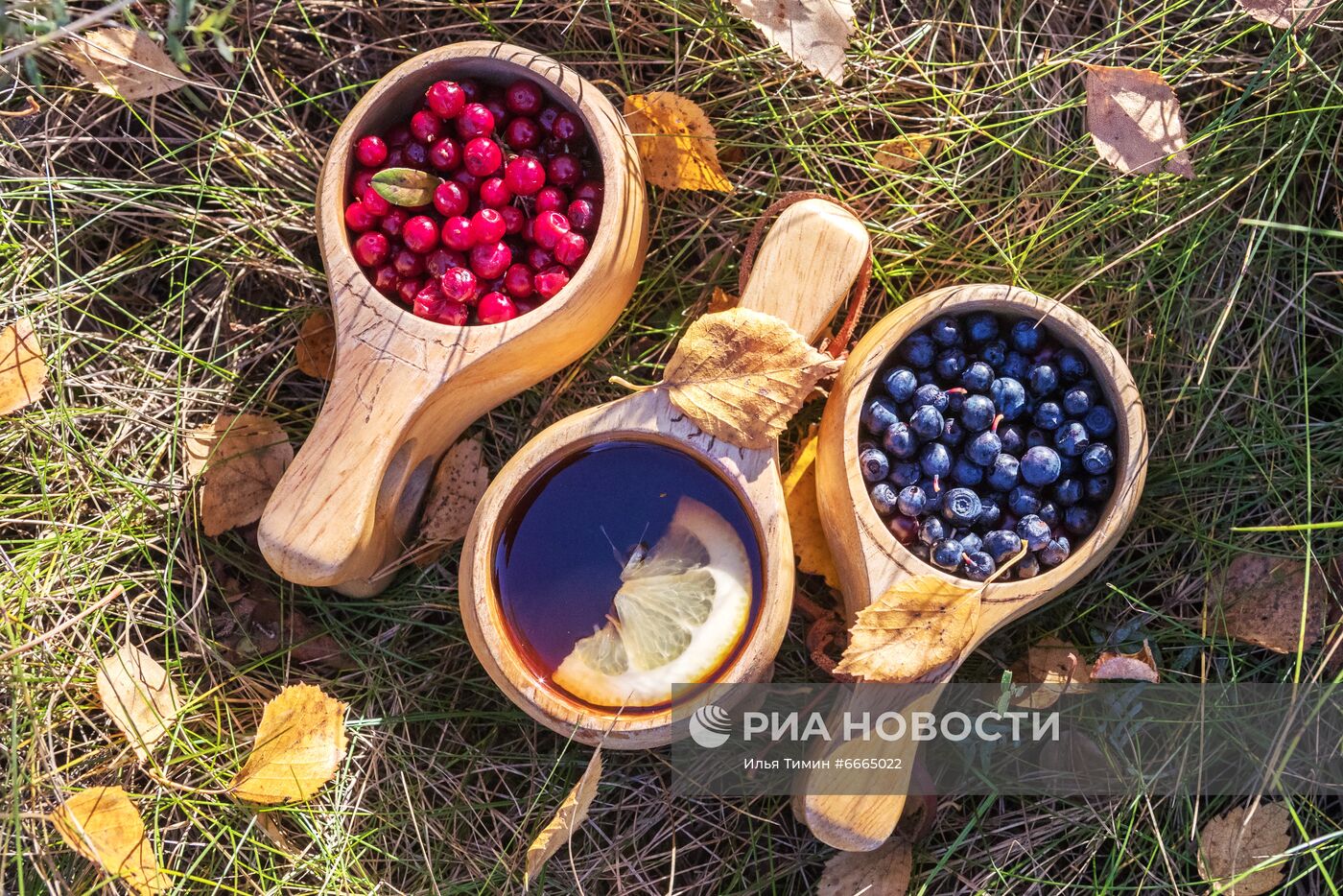 Сезон сбора ягод в Карелии