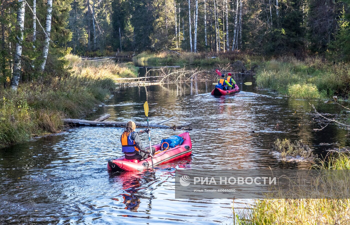 Сезон сбора ягод в Карелии