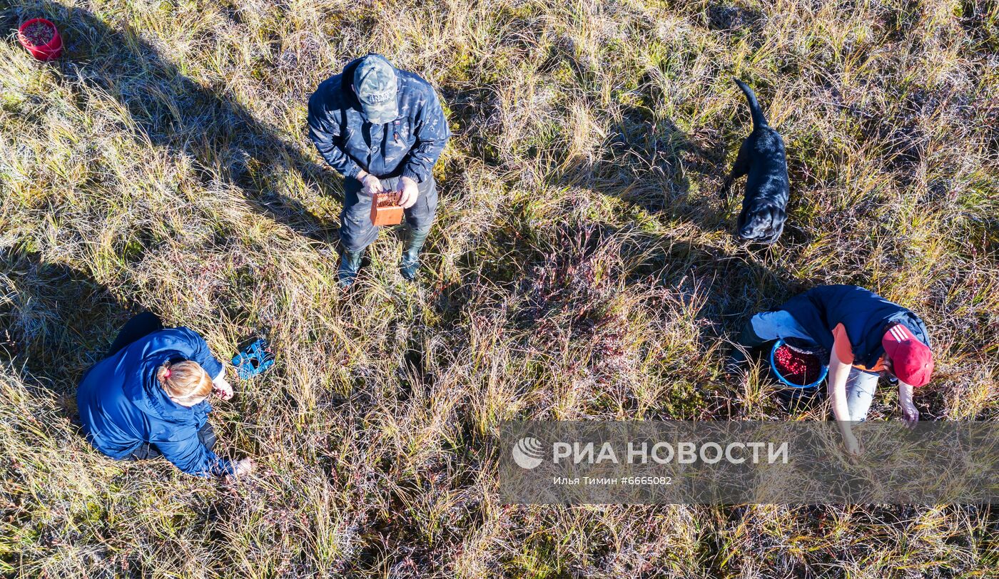 Сезон сбора ягод в Карелии