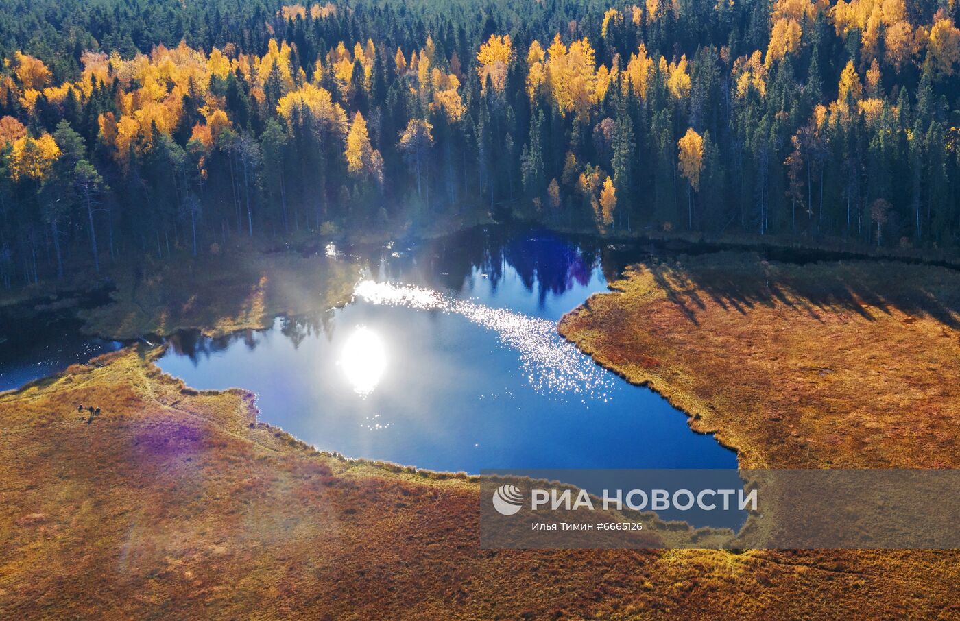 Сезон сбора ягод в Карелии