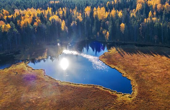 Сезон сбора ягод в Карелии