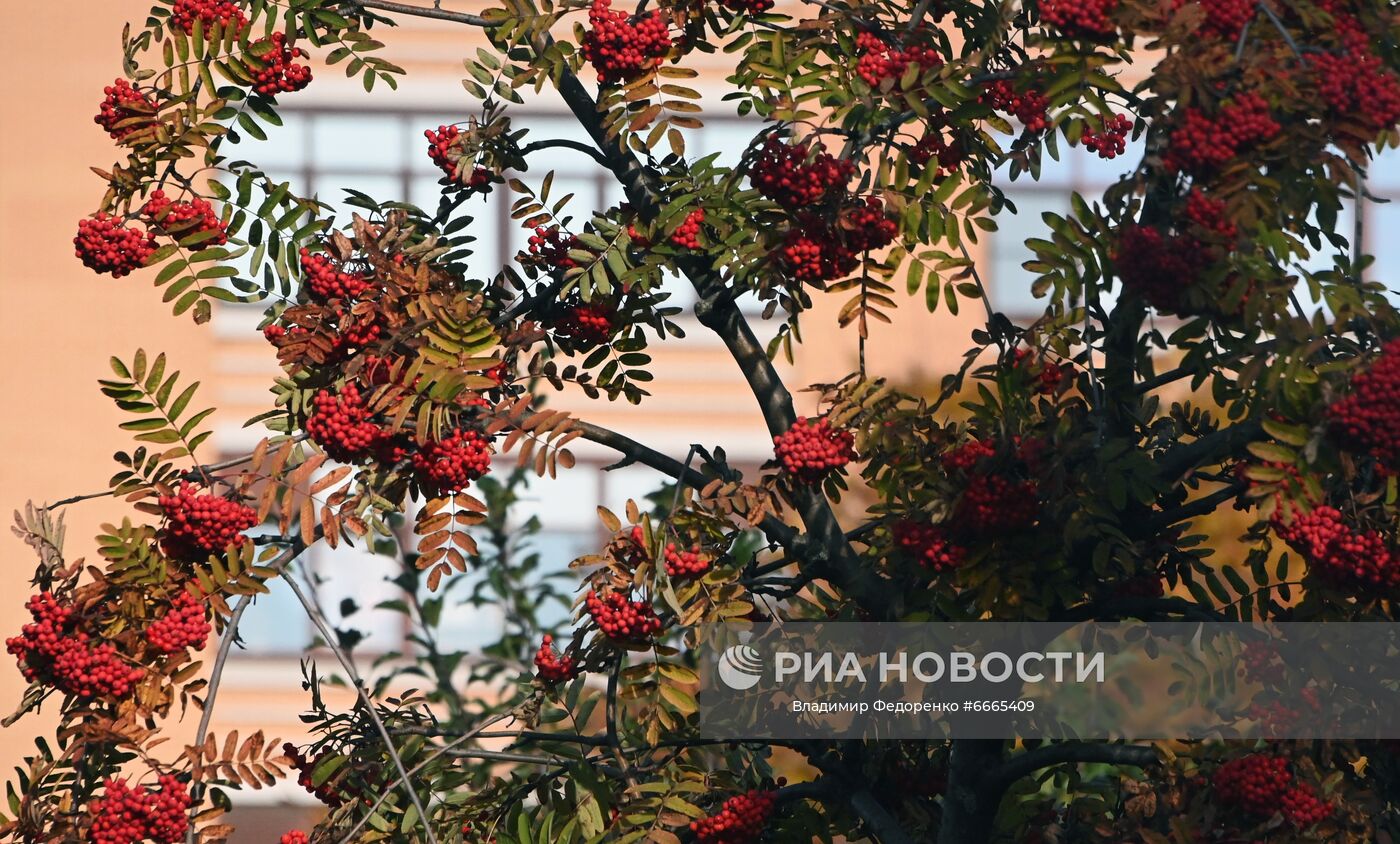 Красная рябина в сквере на Ленинском проспекте в Москве. Место: Россия, Москва. Автор: Владимир Федоренко/РИА Новости. Осень в Москве