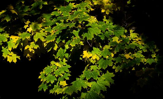 Осень в Москве