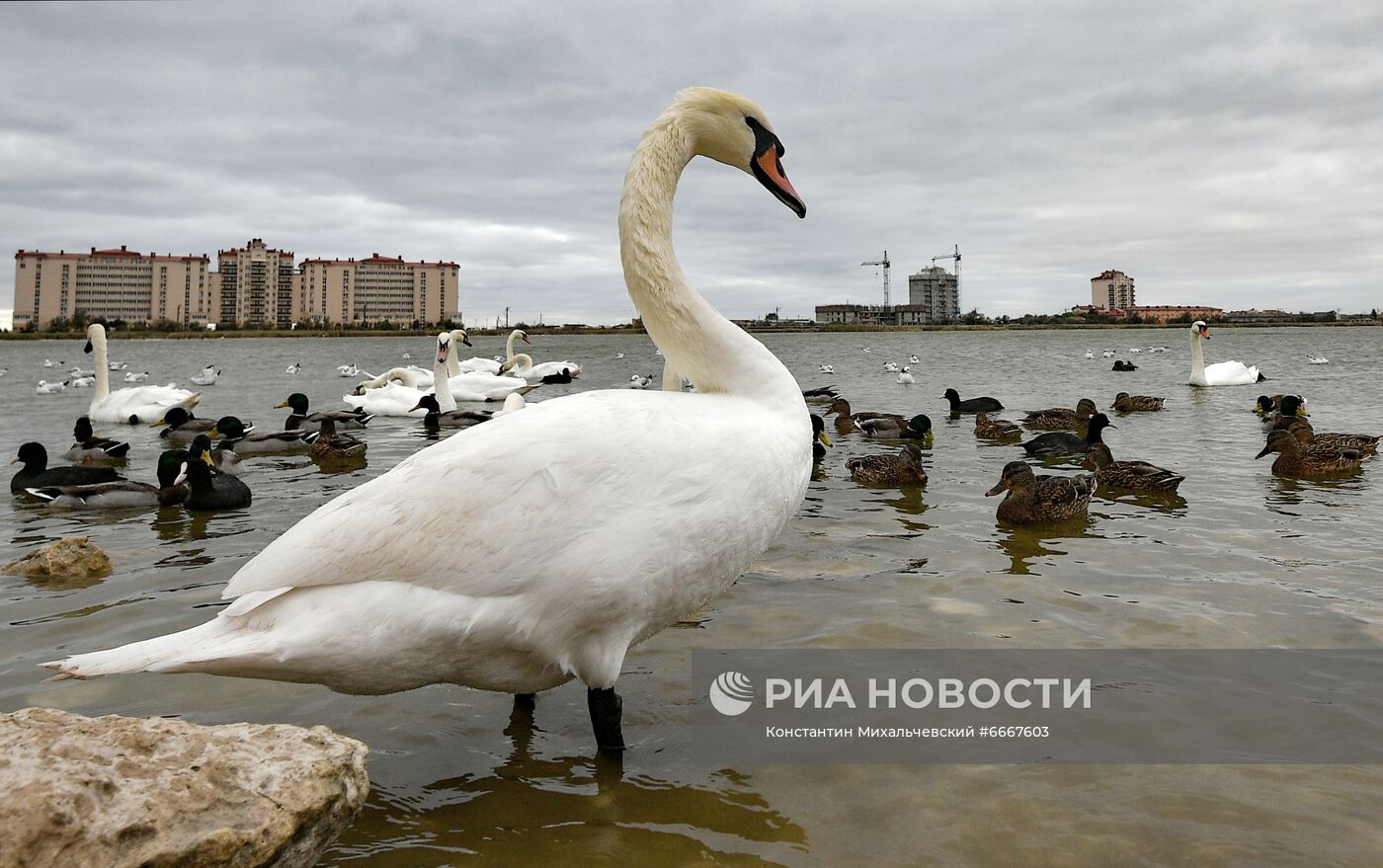 Перелётные птицы на озёрах в окрестностях Евпатории