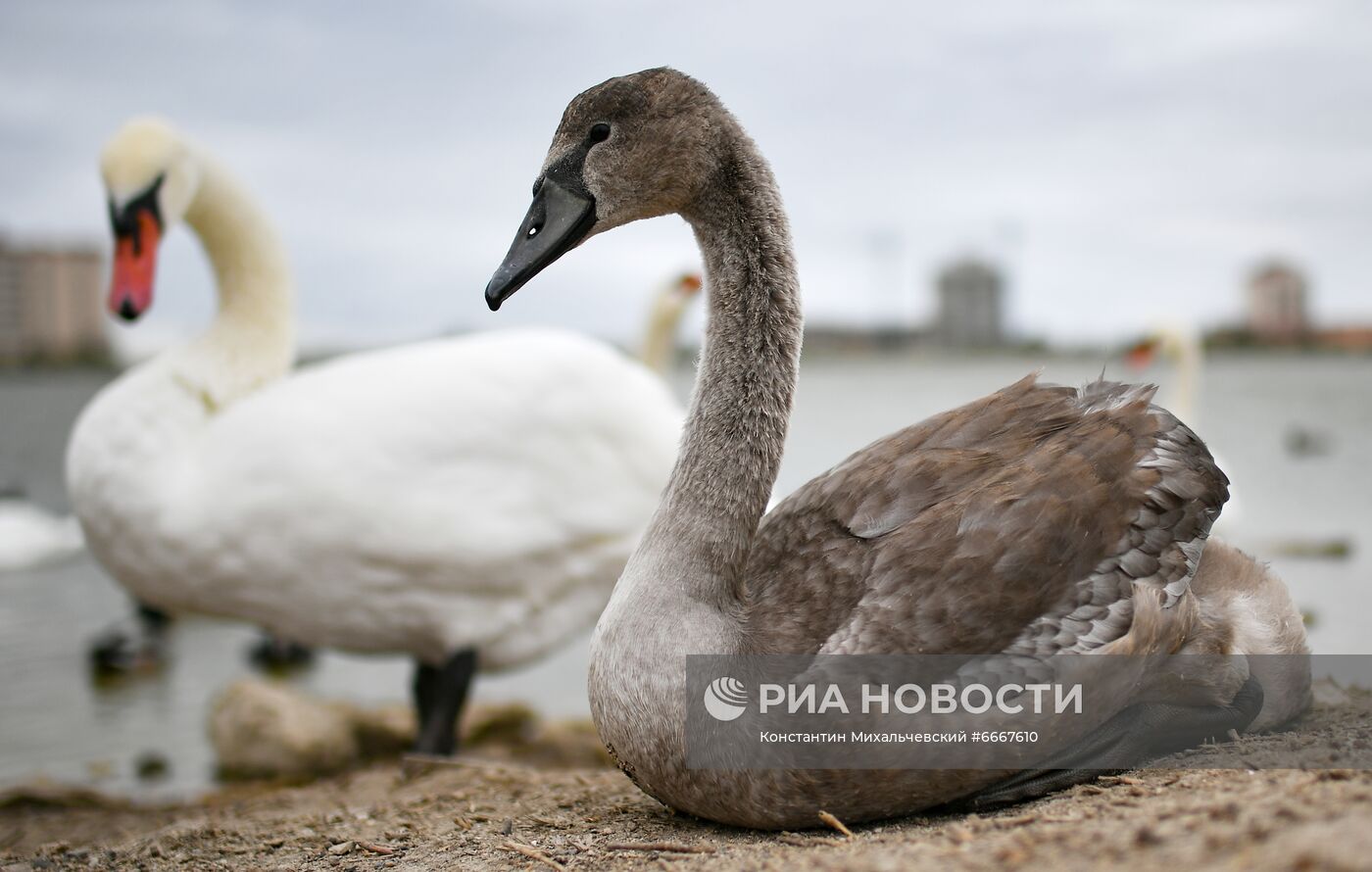 Перелётные птицы на озёрах в окрестностях Евпатории