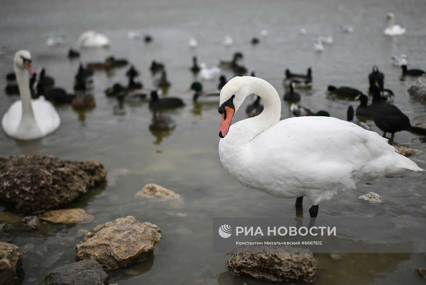 Перелётные птицы на озёрах в окрестностях Евпатории