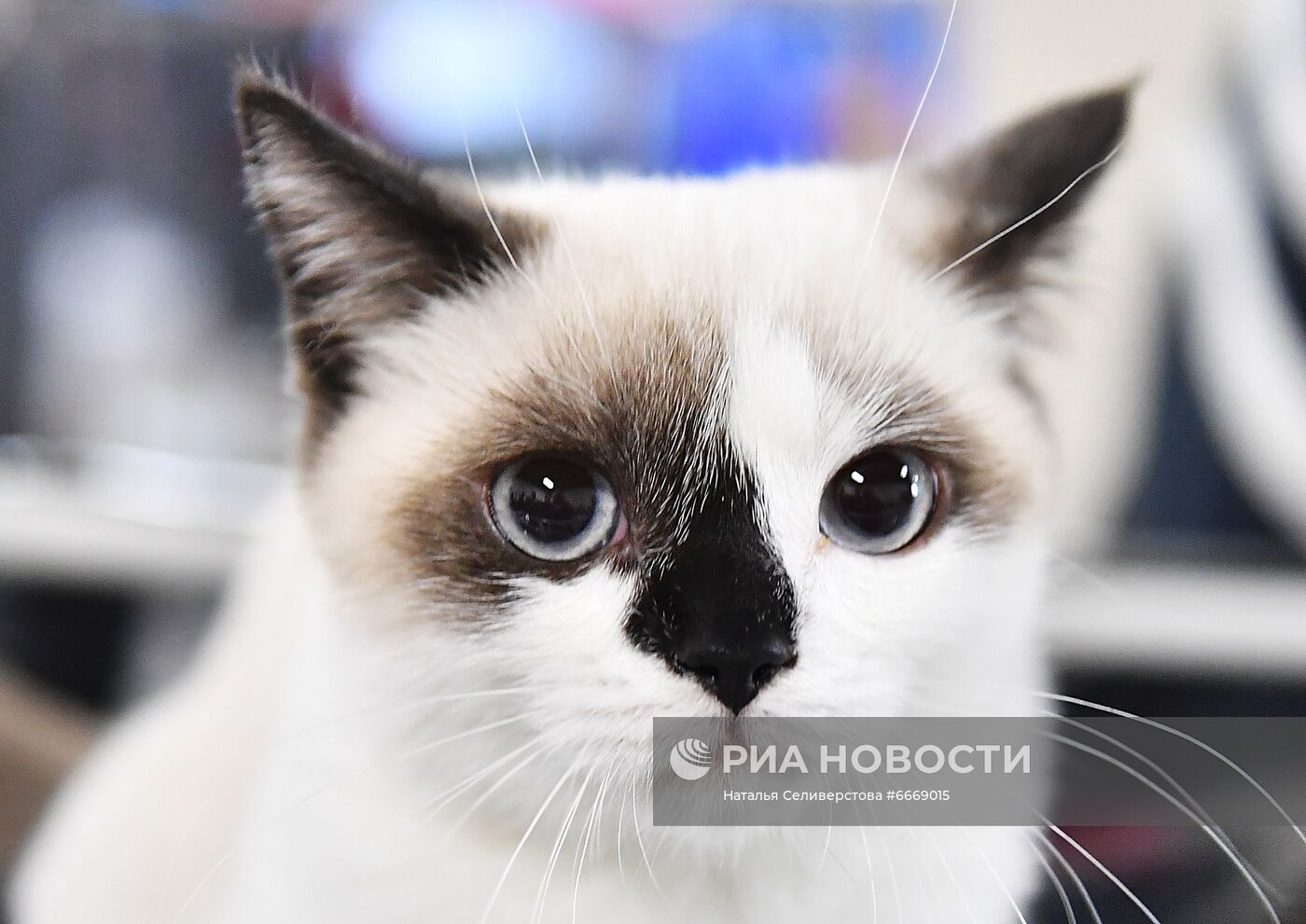 Выставка кошек "КоШарики Шоу" в Сокольниках