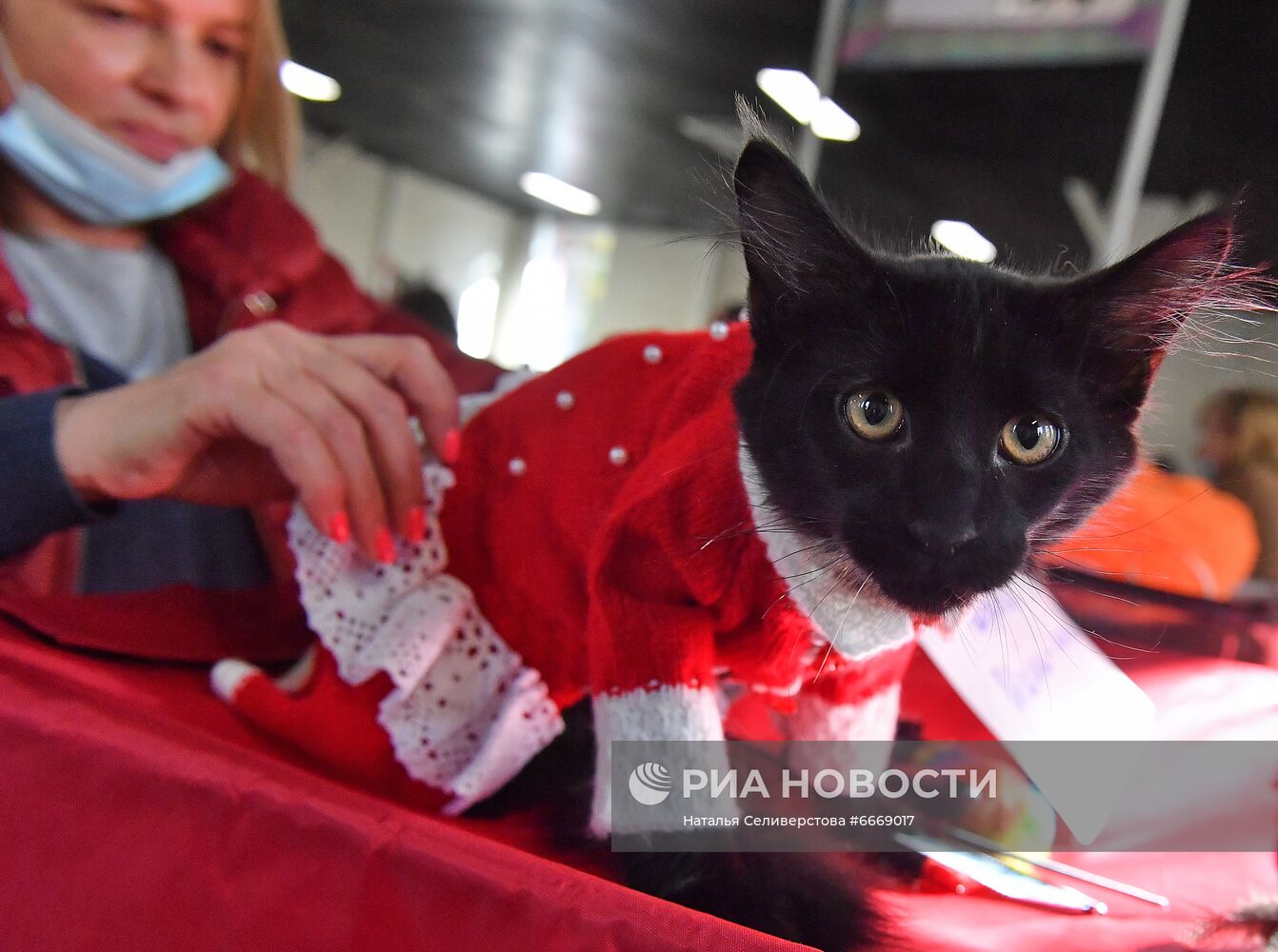 Выставка кошек "КоШарики Шоу" в Сокольниках