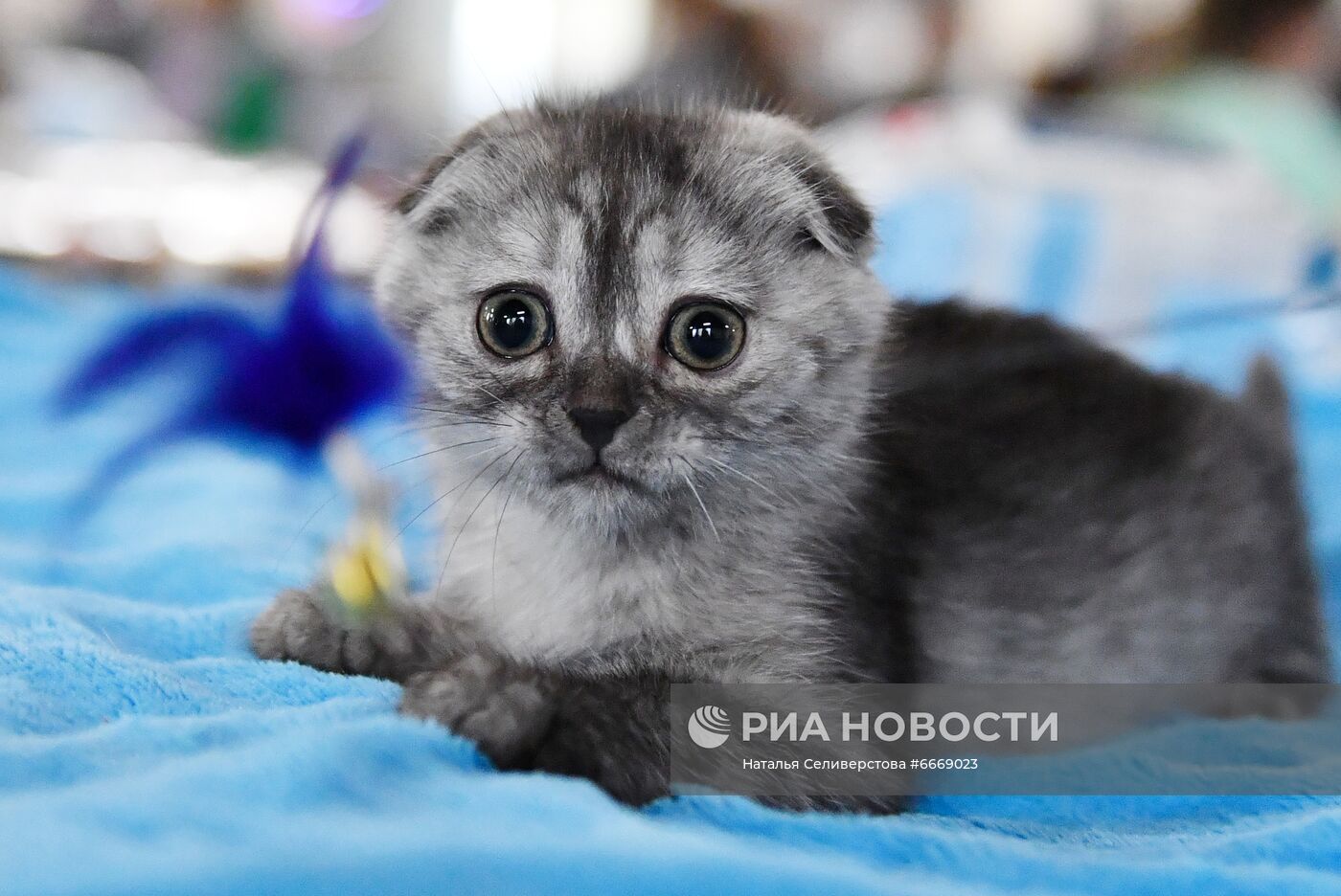 Выставка кошек "КоШарики Шоу" в Сокольниках