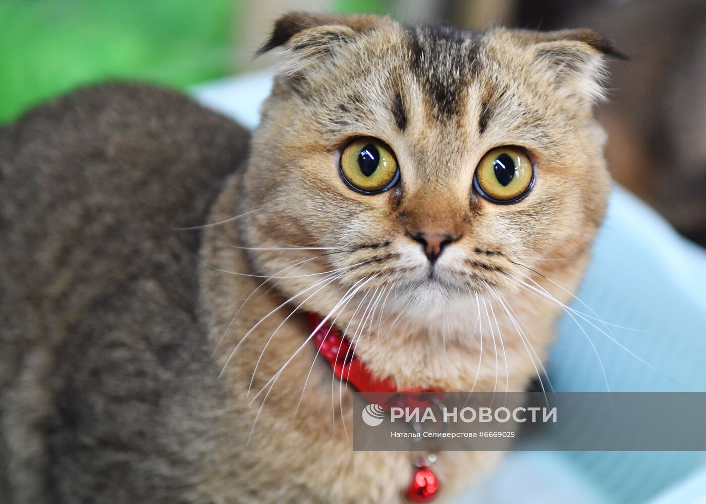 Выставка кошек "КоШарики Шоу" в Сокольниках