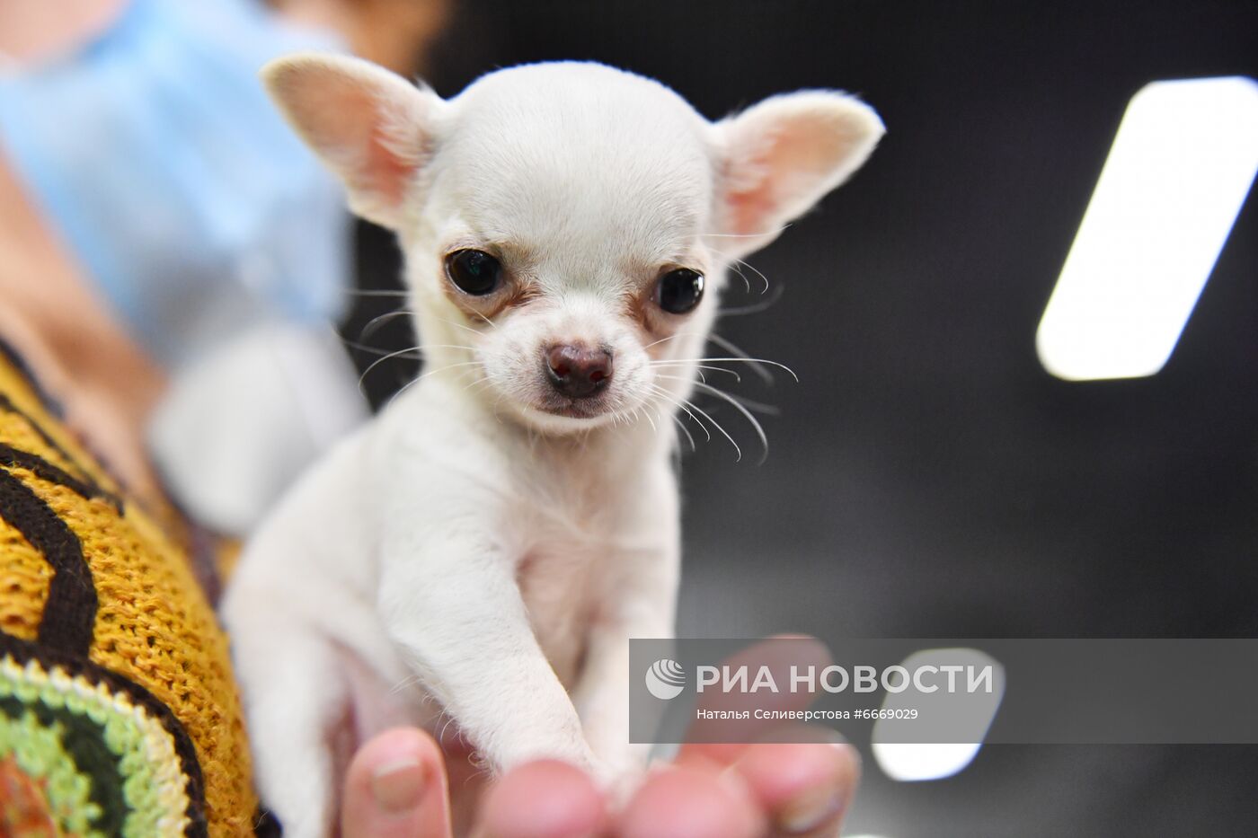 Выставка кошек "КоШарики Шоу" в Сокольниках