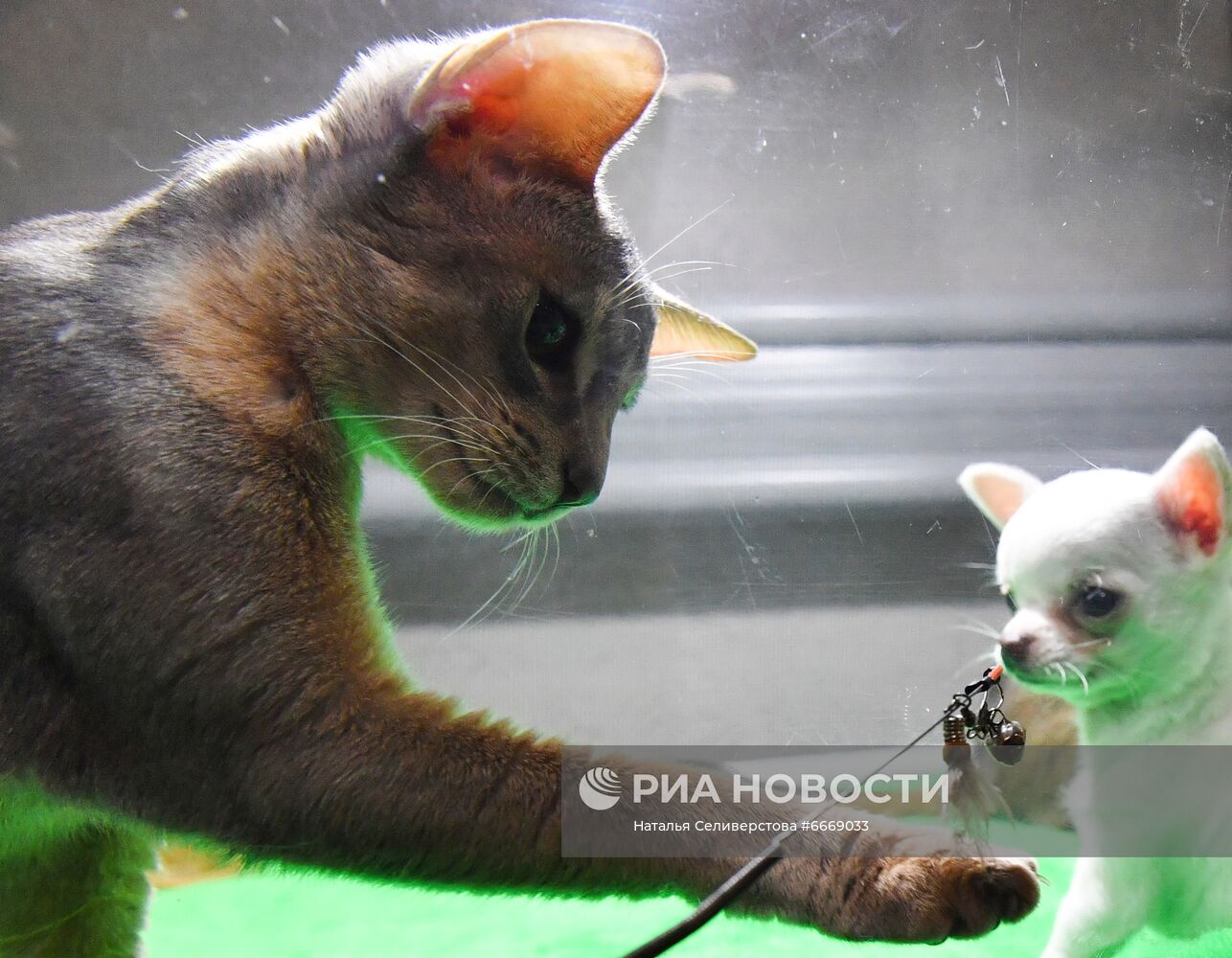 Выставка кошек "КоШарики Шоу" в Сокольниках