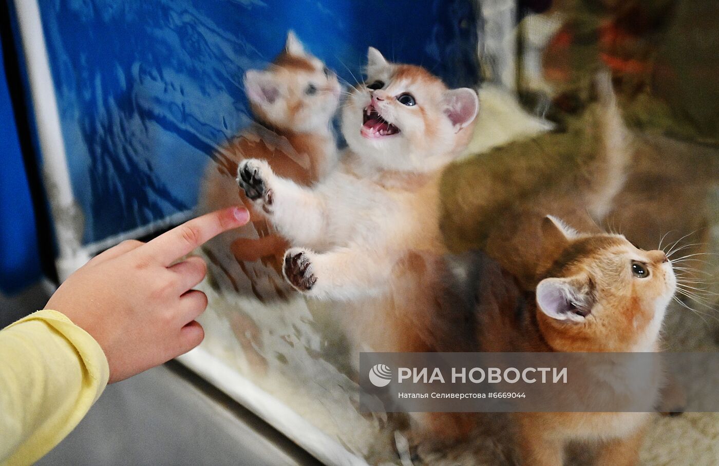 Выставка кошек "КоШарики Шоу" в Сокольниках