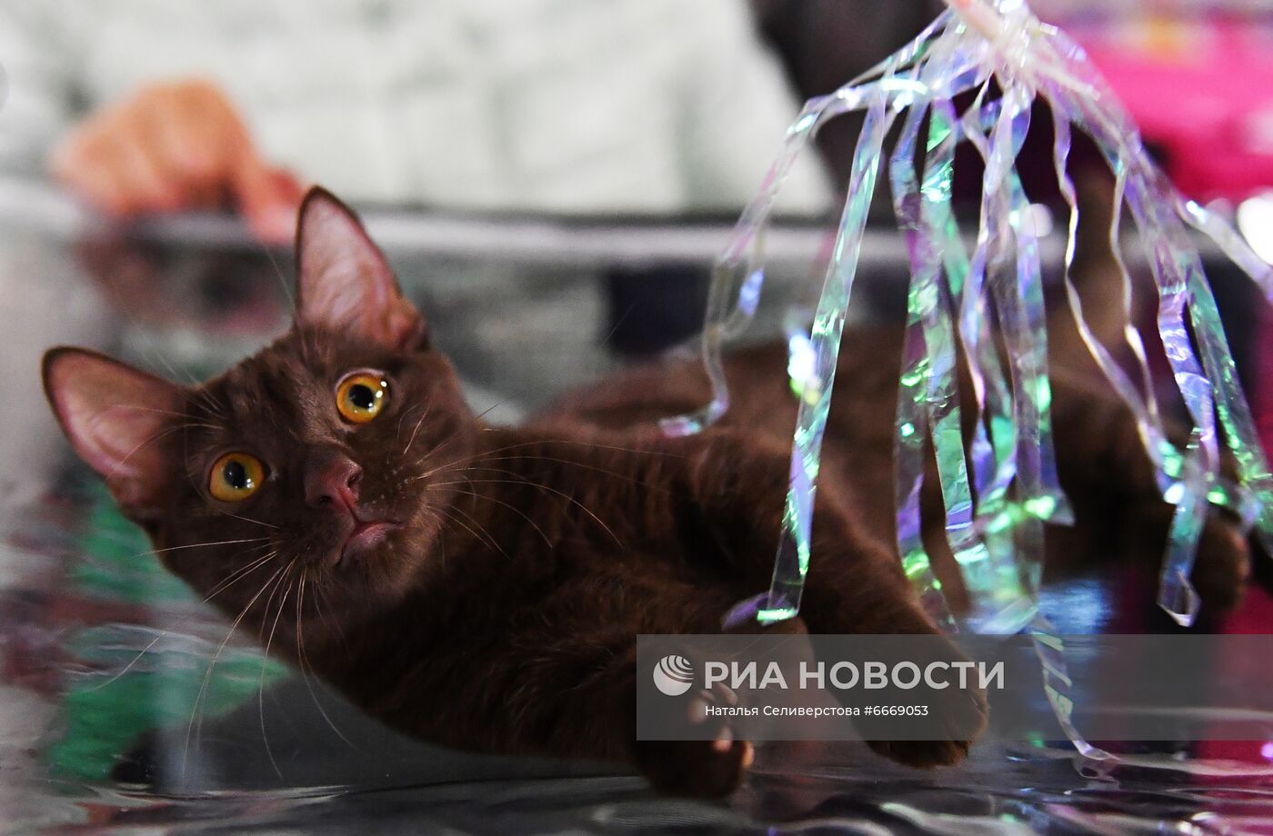 Выставка кошек "КоШарики Шоу" в Сокольниках