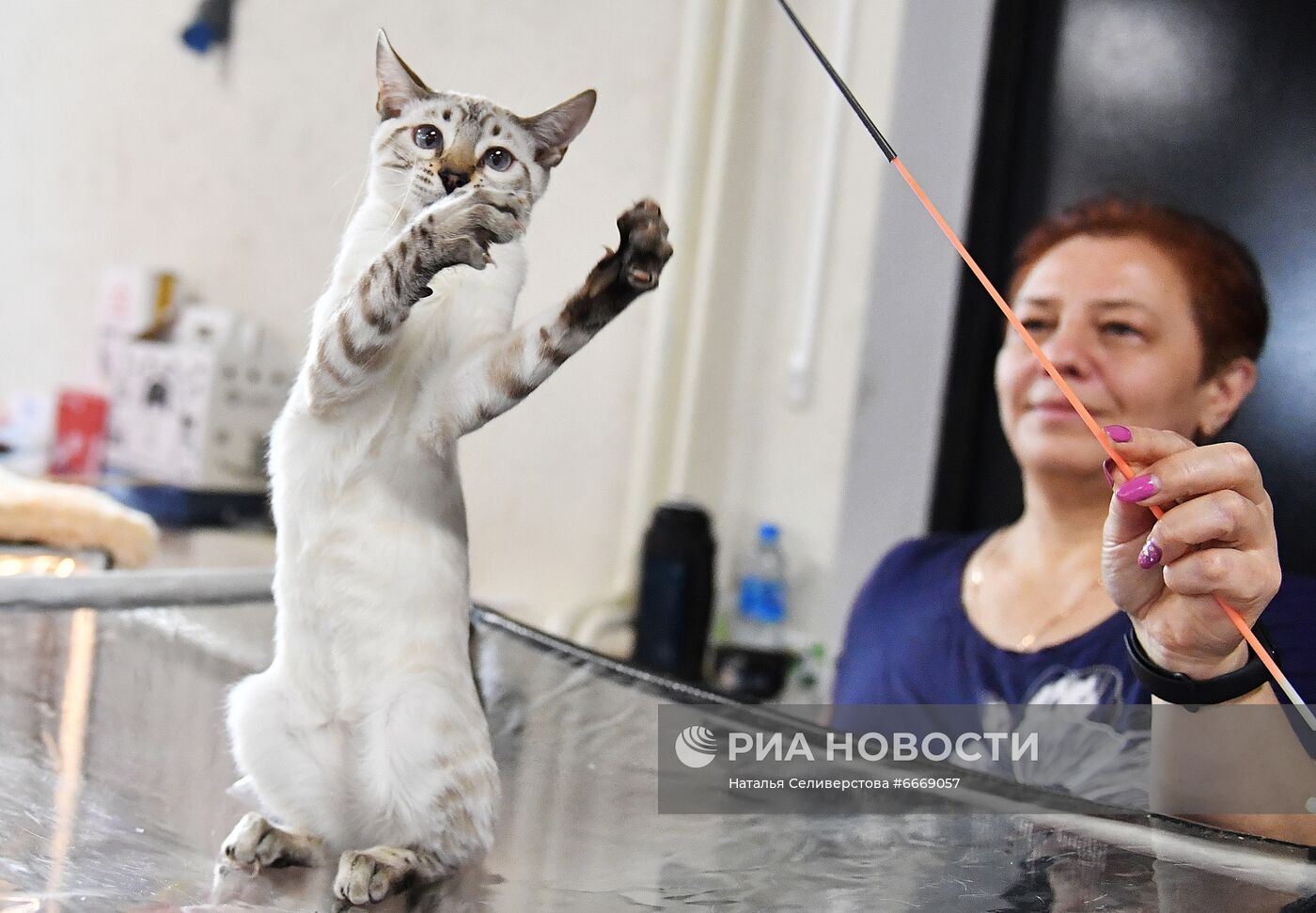 Выставка кошек "КоШарики Шоу" в Сокольниках