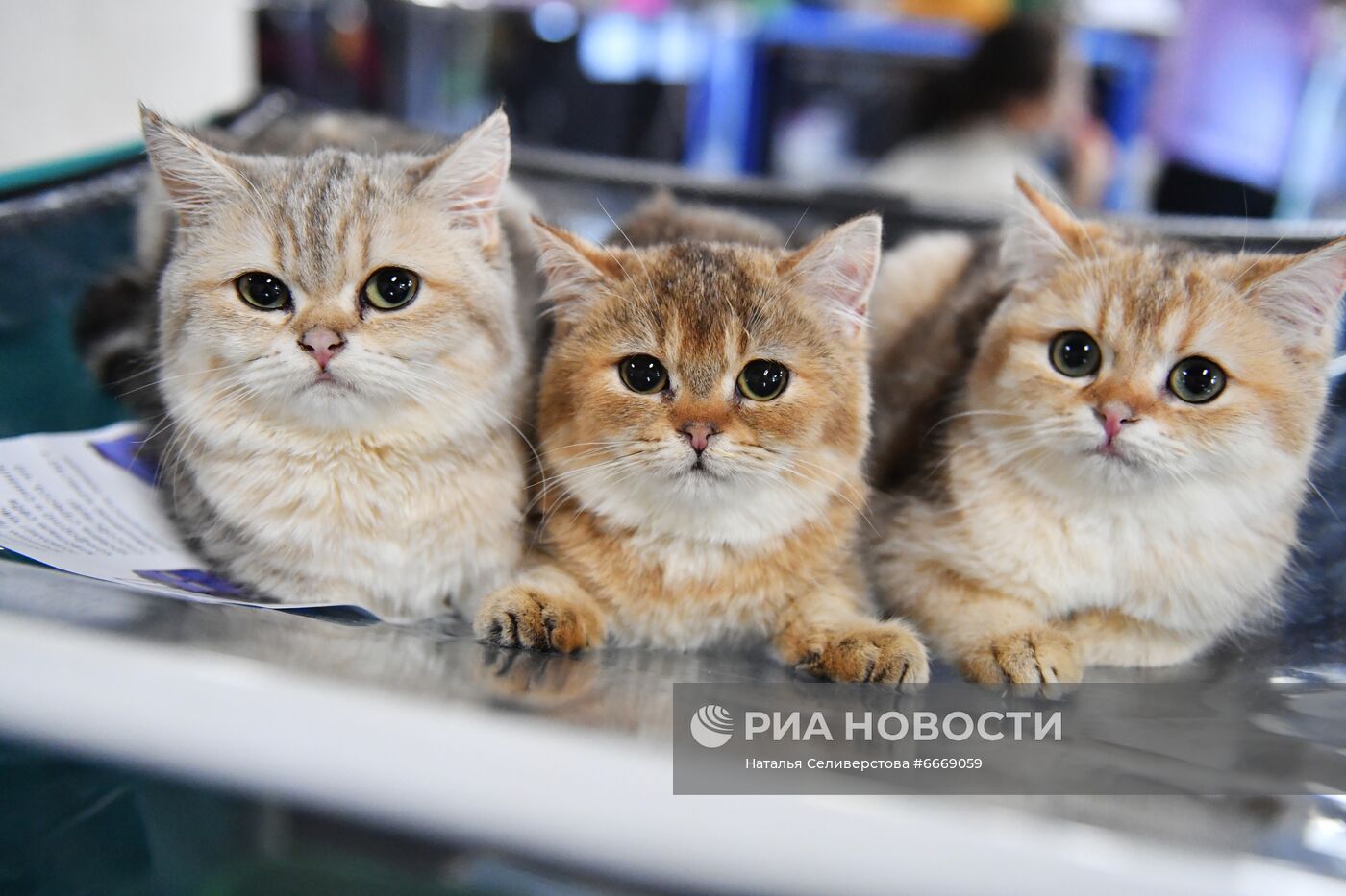 Выставка кошек "КоШарики Шоу" в Сокольниках