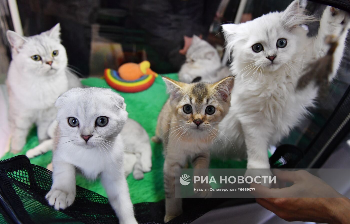 Выставка кошек "КоШарики Шоу" в Сокольниках