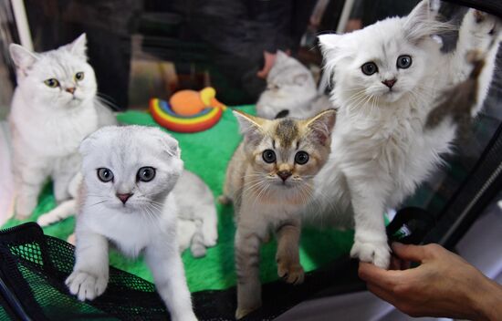 Выставка кошек "КоШарики Шоу" в Сокольниках