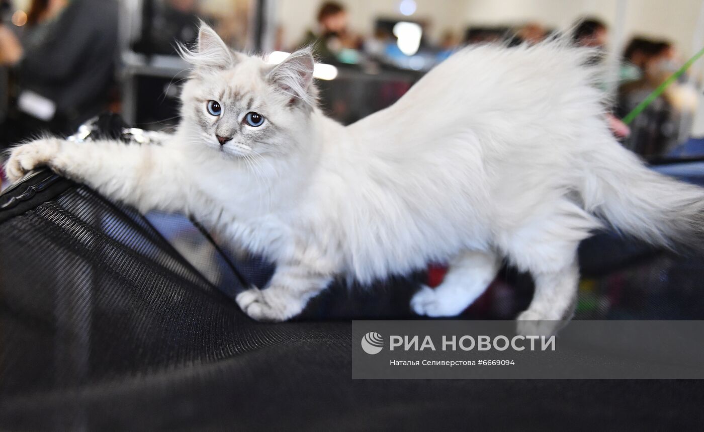 Выставка кошек "КоШарики Шоу" в Сокольниках