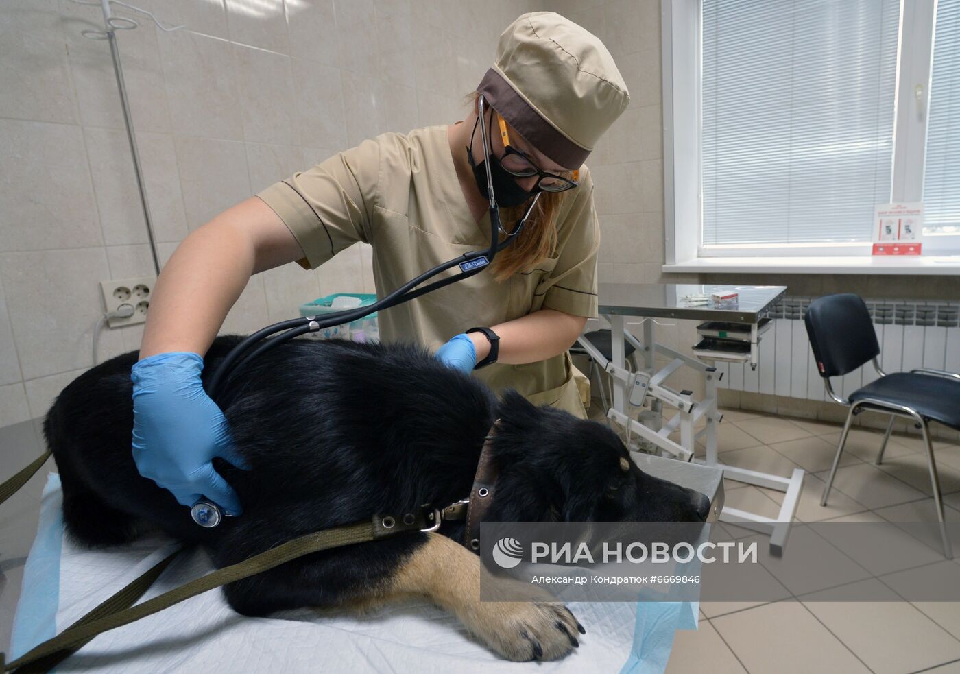 Вакцинация домашних животных от коронавируса в Челябинске