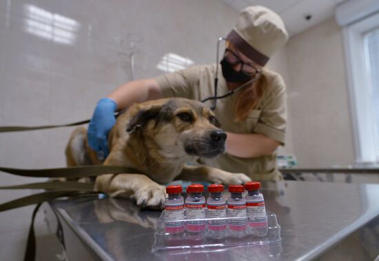 Вакцинация домашних животных от коронавируса в Челябинске