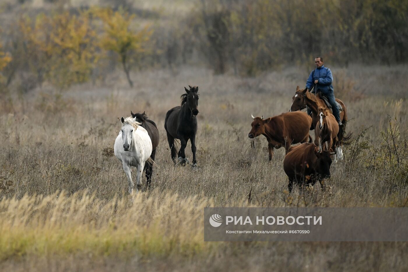 Лошади в Белогорском районе Крыма