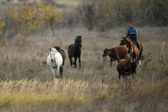Лошади в Белогорском районе Крыма