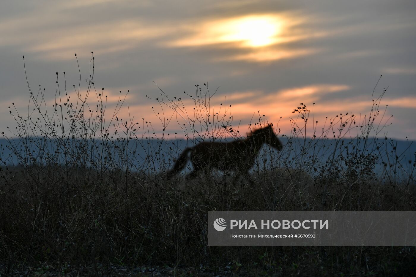 Лошади в Белогорском районе Крыма