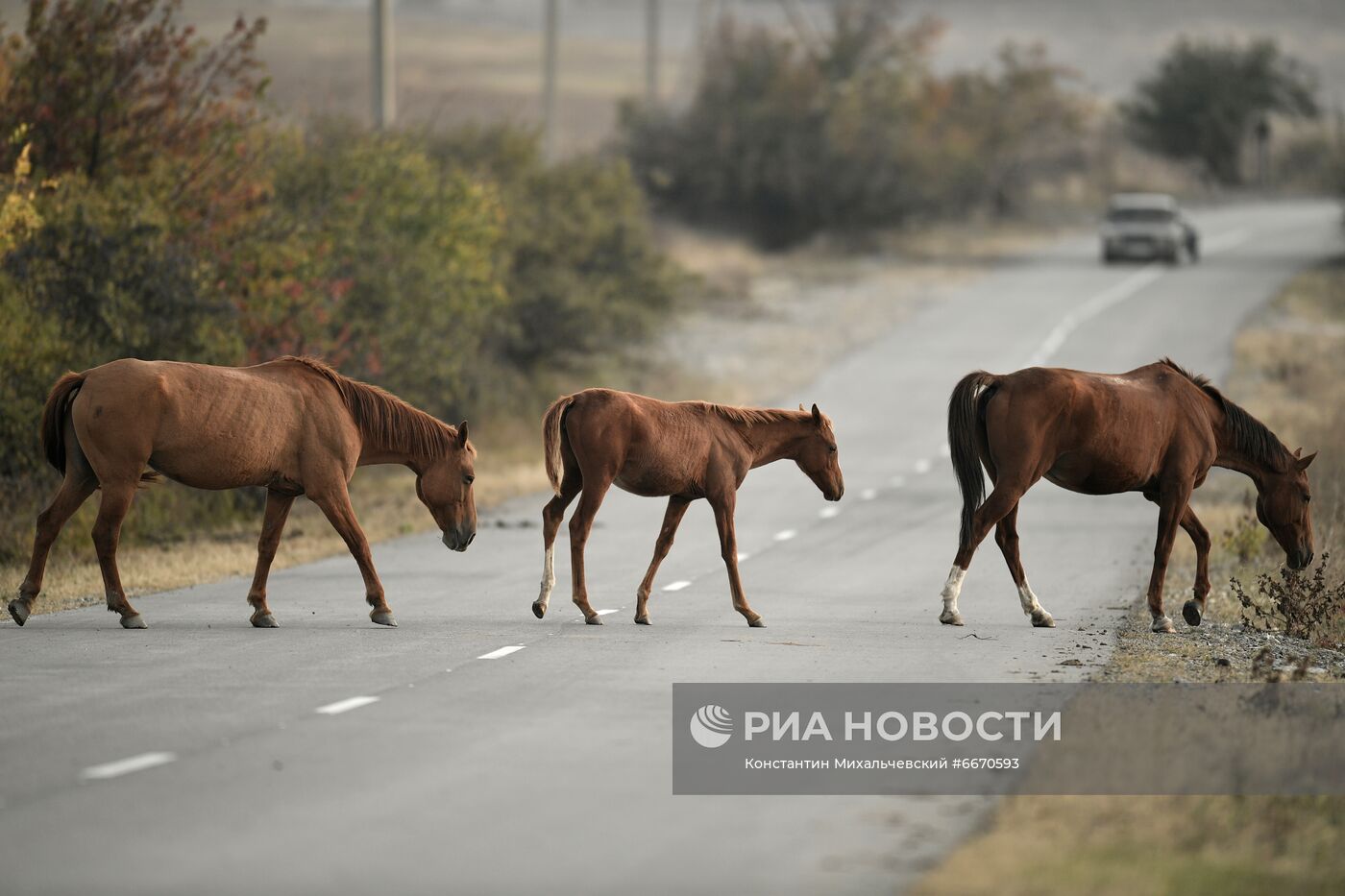 Лошади в Белогорском районе Крыма