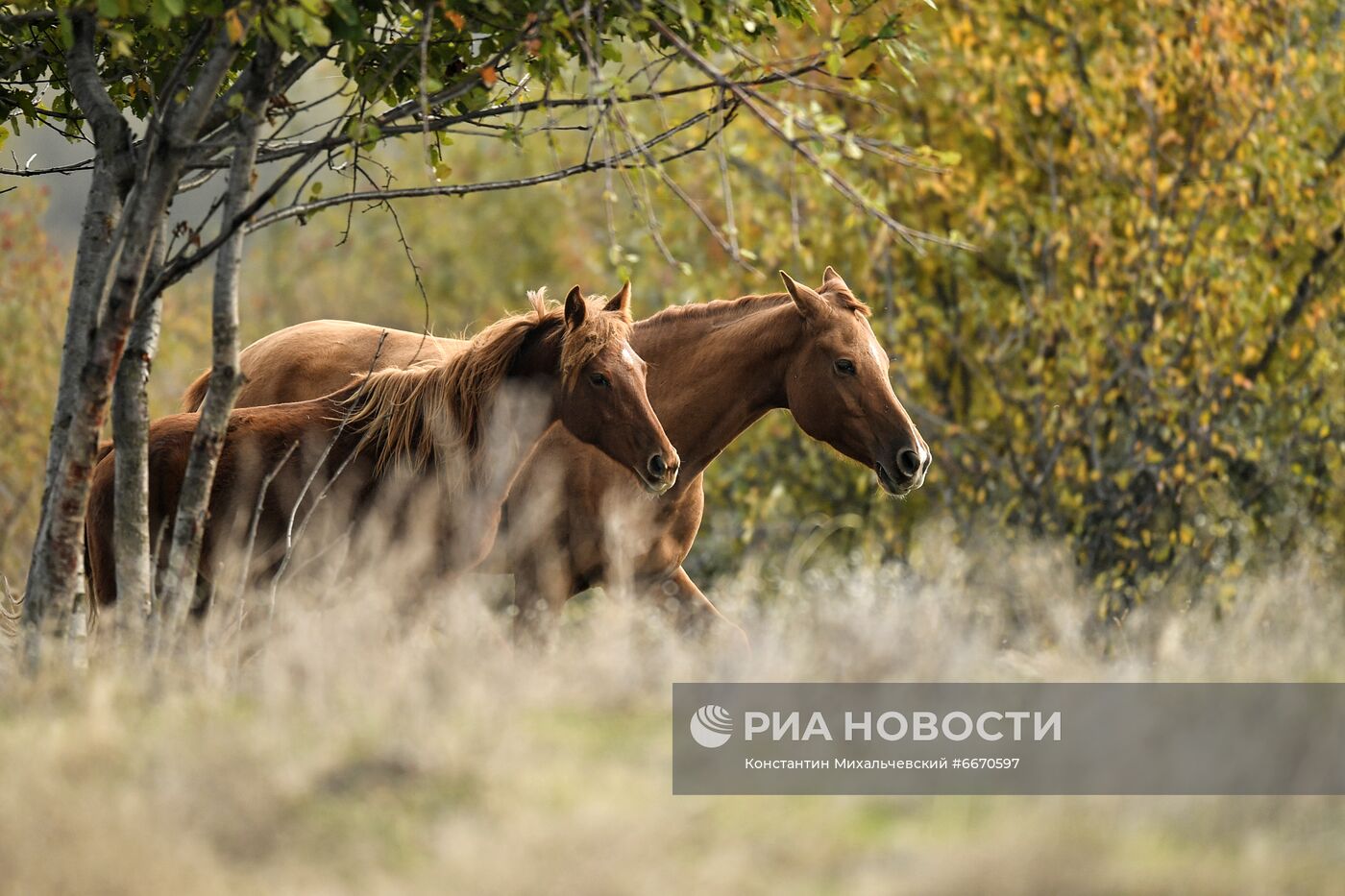 Лошади в Белогорском районе Крыма