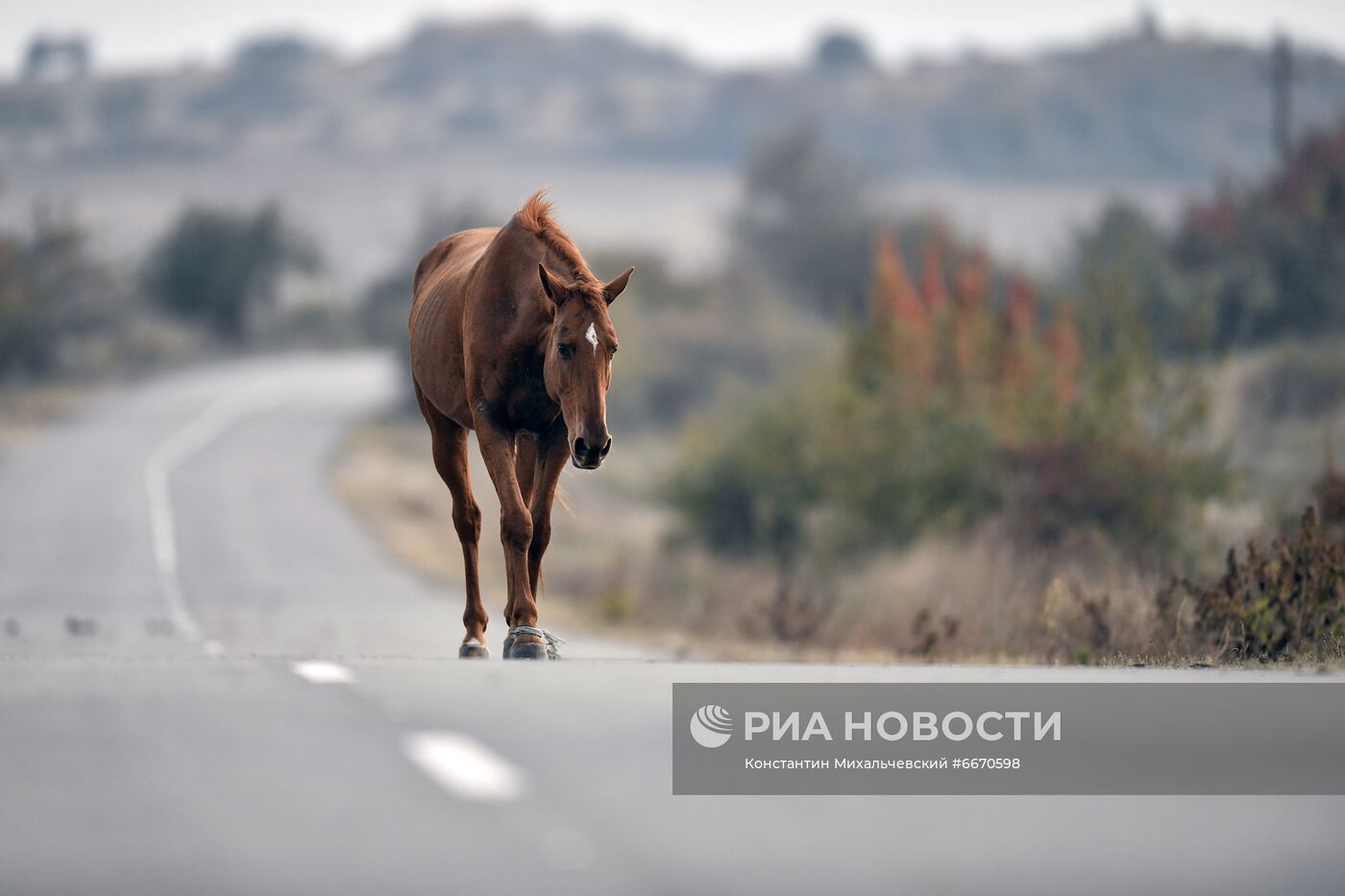 Лошади в Белогорском районе Крыма