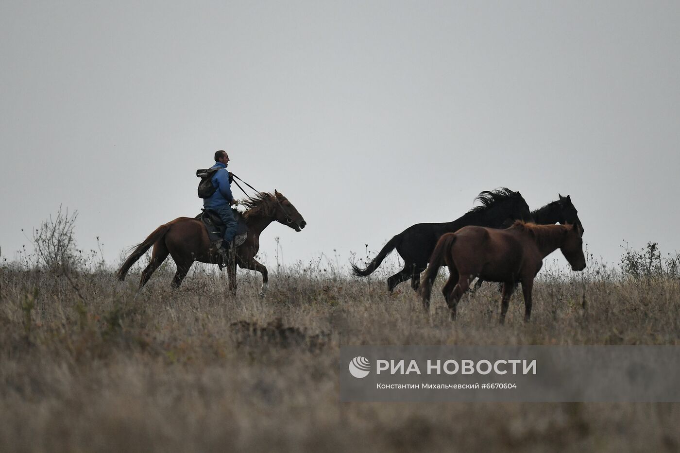 Лошади в Белогорском районе Крыма