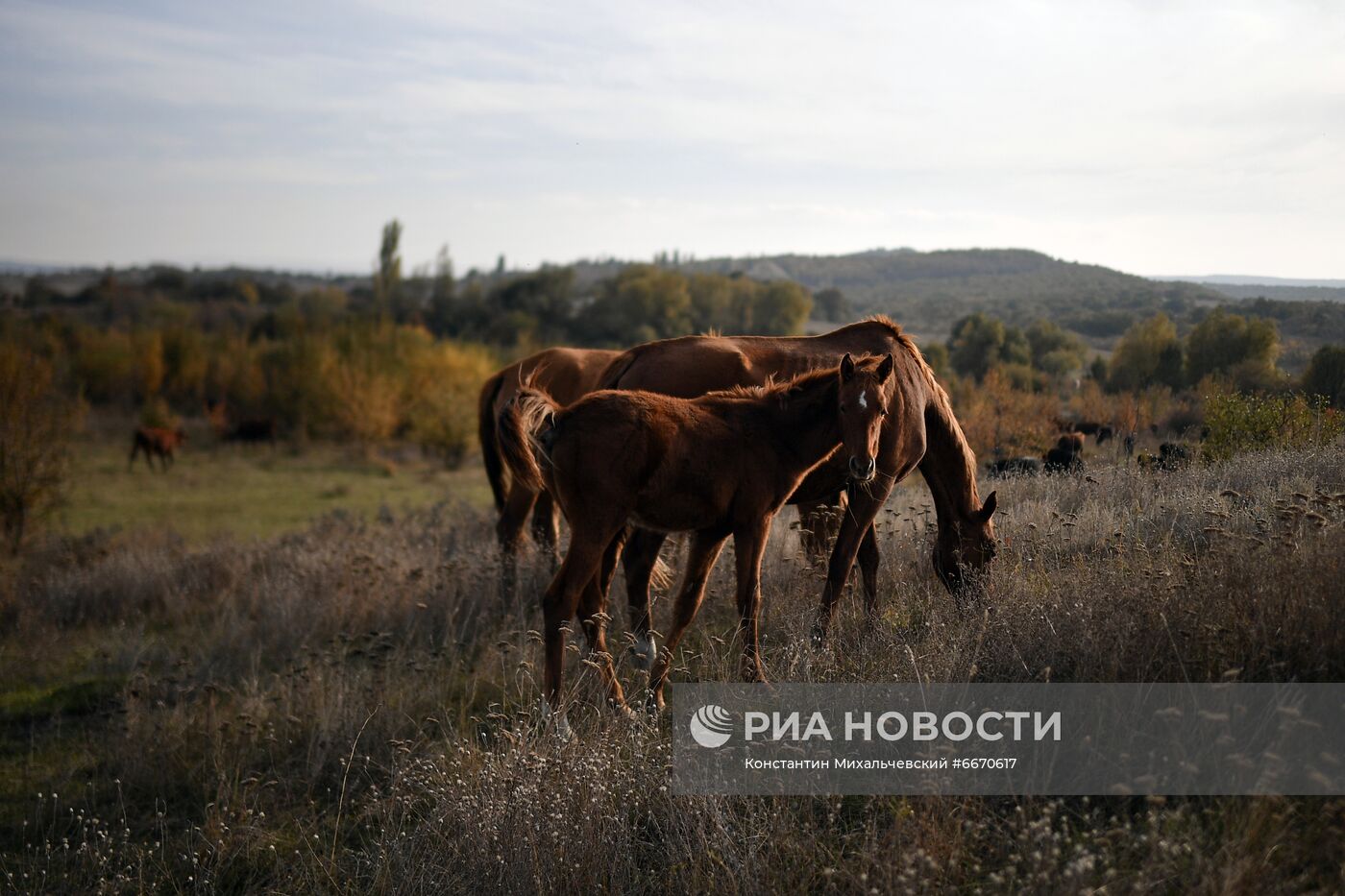 Лошади в Белогорском районе Крыма